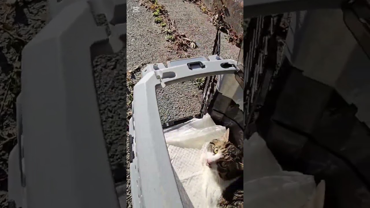 骨盤骨折、野良猫保護、救助#捨て猫#Stray cat protection, rescue #Abandoned cat #Pelvic fracture