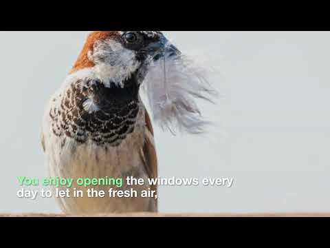 YouTube video about: How to get birds out of house walls?