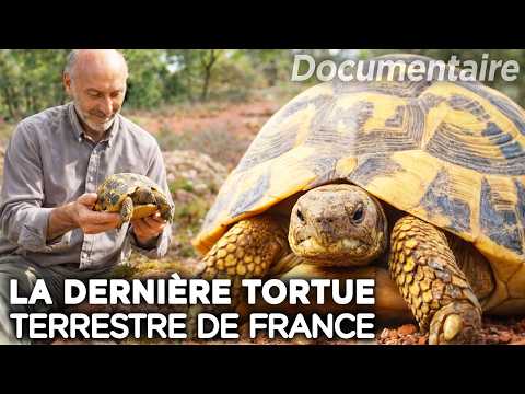 La dernière tortue sauvage de France est-elle condamnée ? - Documentaire complet