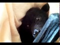 Flying Fox Baby Bat Makes Squeaky Noise With Bottle .❤️🦇❤️