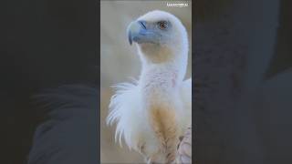 Download lagu Cyprus #travel #explore #cyprus #wildlife #tours #animals #adventure #trending #digidi #2026 #shorts mp3