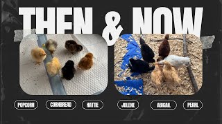 Chick Update | How Are They Doing At 4 Weeks Old?