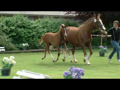 Stf v Don Noblesse x Donnerhall x Eiger II 2017