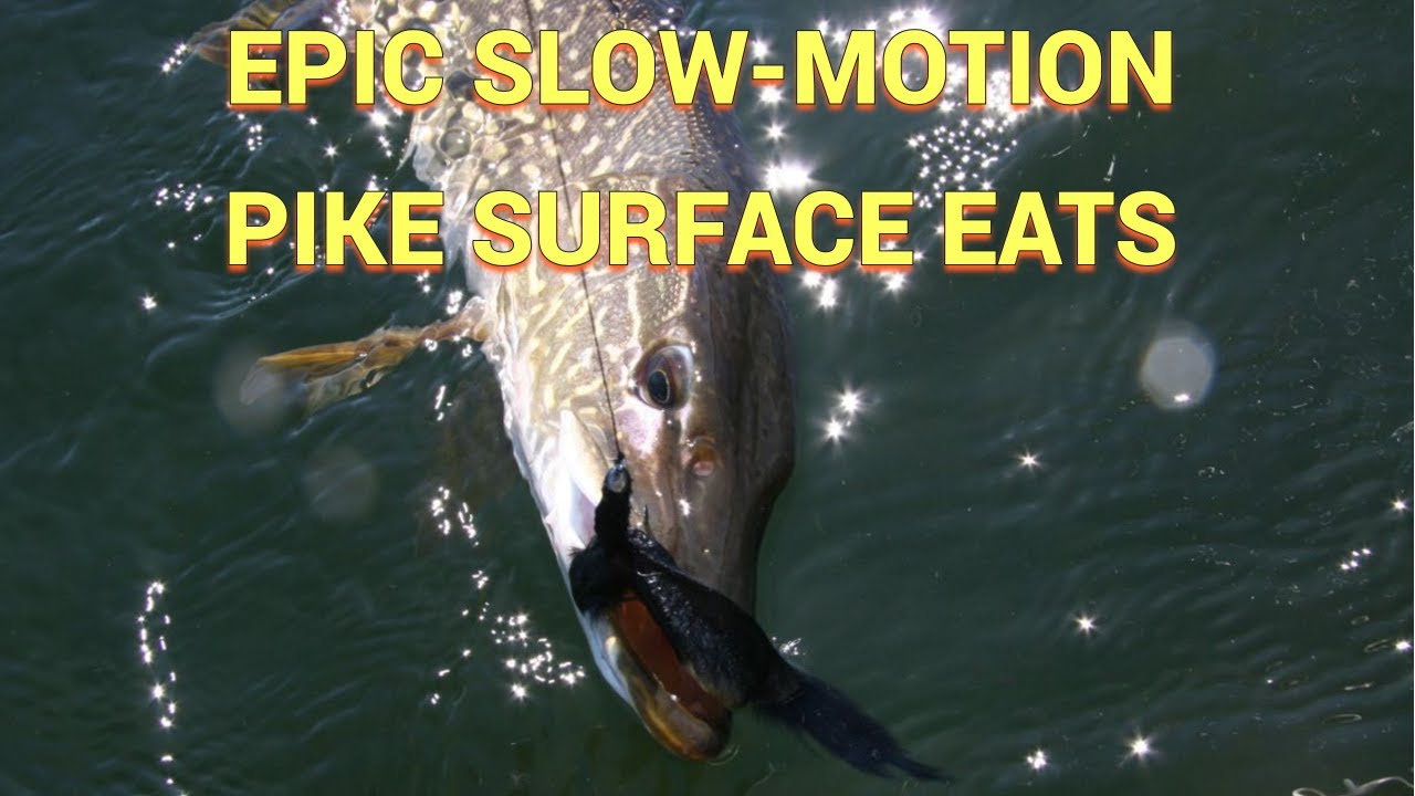 Epic Slow-Motion Surface Pike Eats in 4K | Best Pike Attacks