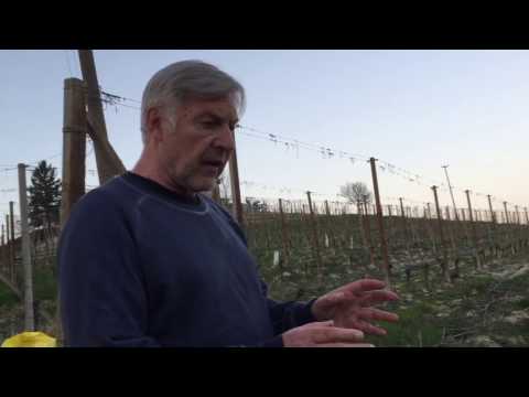 Babarolo Wein Snapshots: Weinberge & Rebstöcke