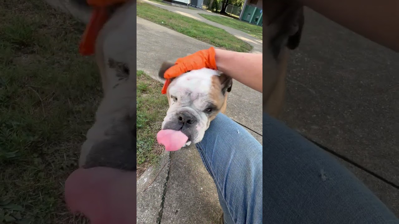 Griff video
