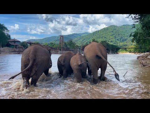Returning Home to Elephant Nature Park - ElephantNews