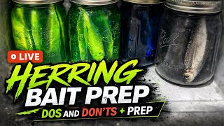 Herring Bait Prep. Dos and Don'ts. How to Prep.