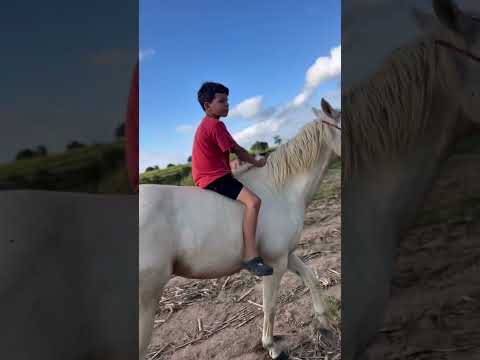 Premeria vez🤠😂🔥 #shorts #cavalo