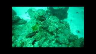 Job 2 do-Kamlang Gai