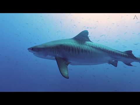 Socorro Islands on Solmar V Liveaboard