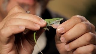 6 Cool Facts about Green/Brown Anoles | Pet Reptiles