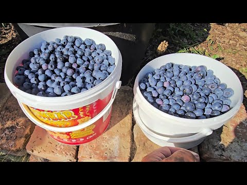 Borůvky 2025 - co dělám pro maximální výnos