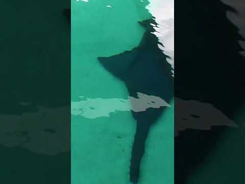 The Best Filet Knife You’ve Ever Seen