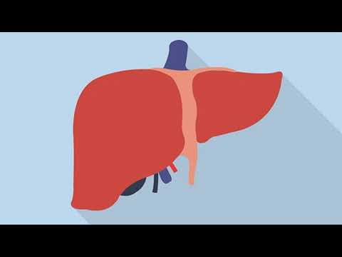 Mëlçia – Si të Dalloni Shenjat e Para të Problemeve në Organizëm