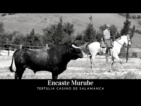 🐂 Encaste Murube 🐂 – Tertulia Casino de Salamanca