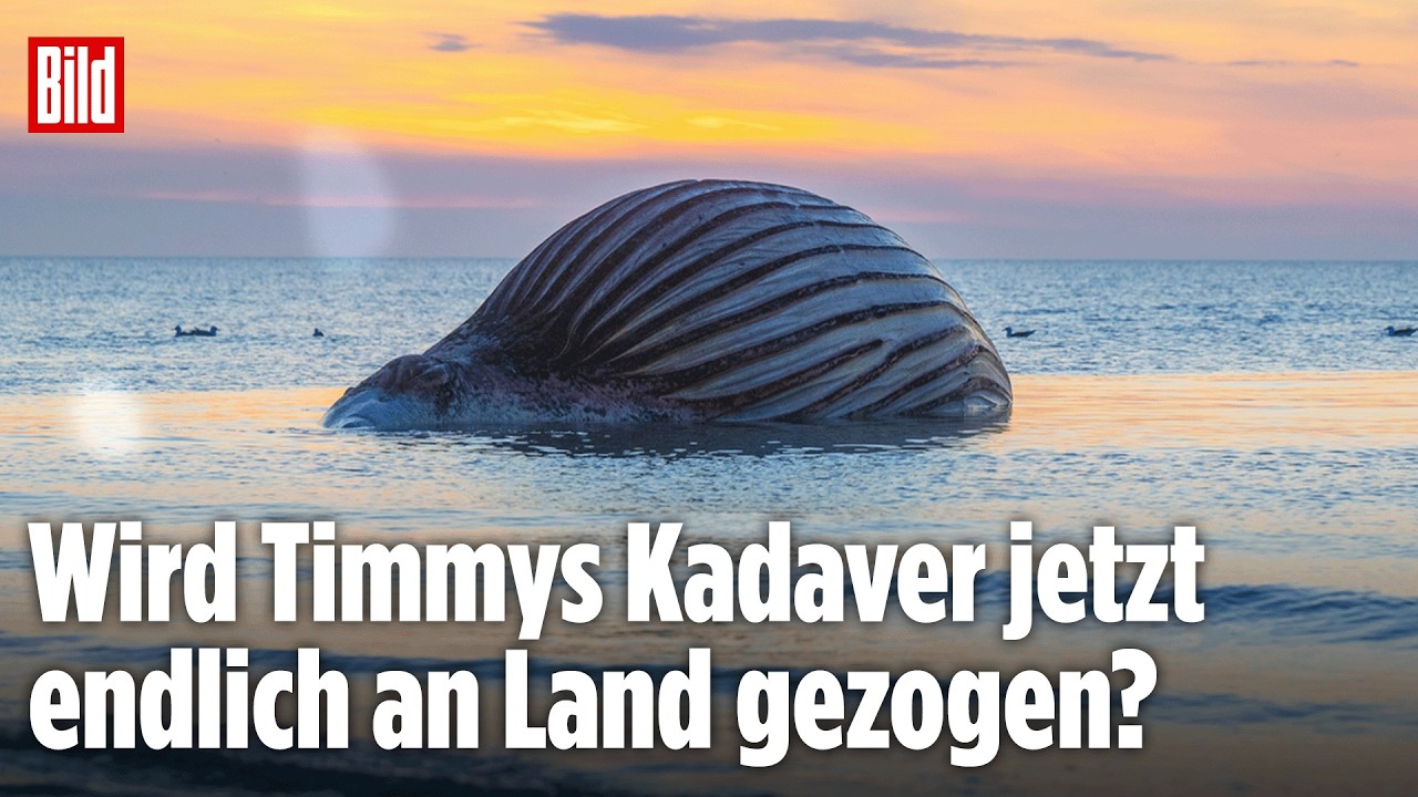 Neuer Bergungsversuch für Timmys Kadaver startet! Jetzt LIVE bei BILD