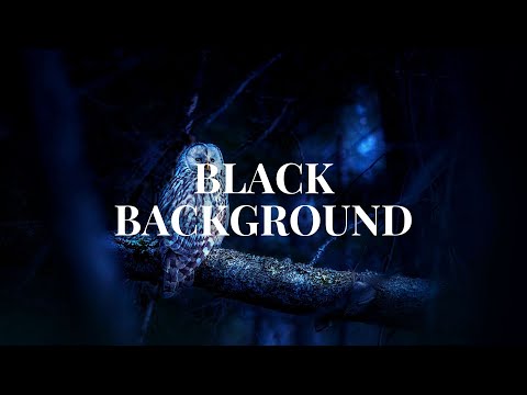 (10 HOURS) Beautiful Haunting Owl Calls - Owl Sound Effects, Hoots to Relax and Sleep BLACK SCREEN