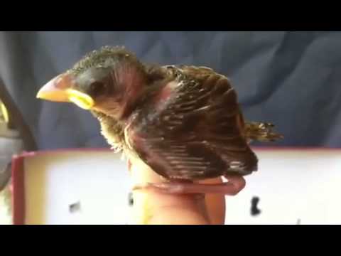 Martin the Robin (and a few feathers)