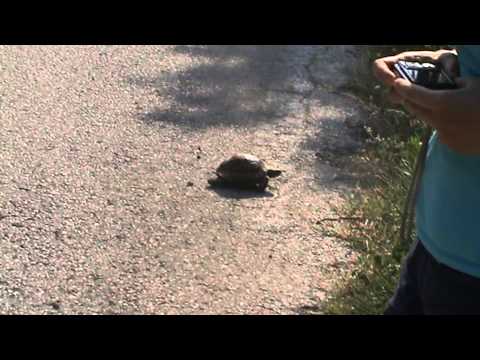 Turtles on the street in Messes Thermes, Greece