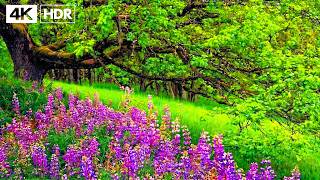 Beautiful Relaxing Music 🌿 Calm Your Nervous System & Relieve Stress & Deep Sleep