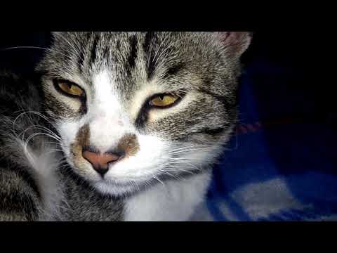 Cat Ignoring the serial