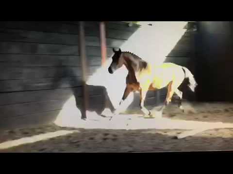 2013 Mare Diarado X Stakkatol