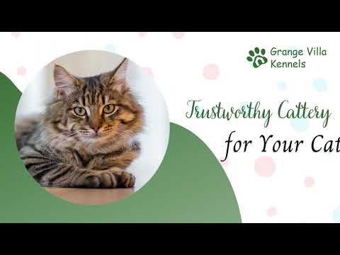 Trustworthy Cattery for your Cat | Grange Villa Kennels