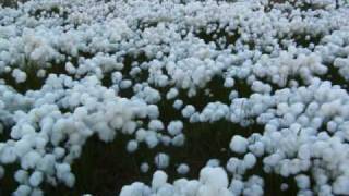 Creedence Clearwater Revival (CCR) - Cotton Fields (Studio Version)