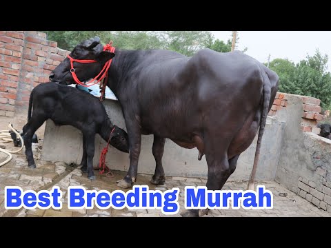 ब्रीडिंग के लायक शानदार पशुधन भाई मंजीत के पास || Breeding Super Murrah Animals