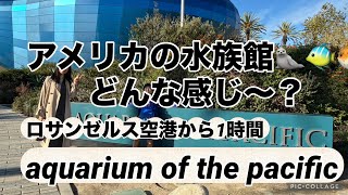 【LA観光】ロングビーチの水族館Aquarium of the pacificに行きました🐠