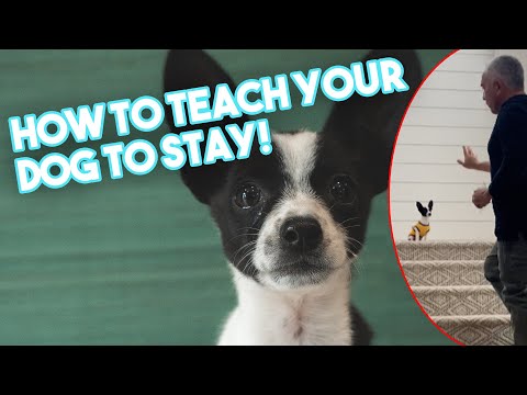 Teaching our Puppy, Spot, how to stay!
