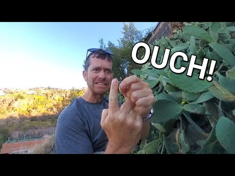 61 - Porto Santo and Madeira