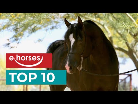 , title : 'Top 10 älteste Pferderassen'