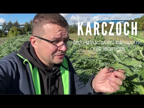Karczoch Na wątrobę i nie tylko