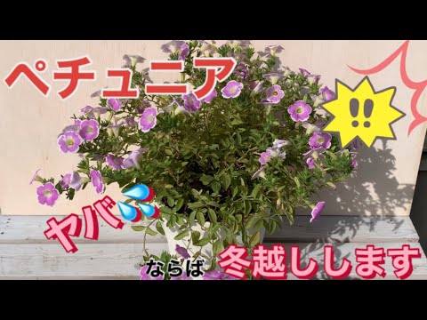 プールでの越冬：プールを大切にするために知っておくべきことすべて！  庭園