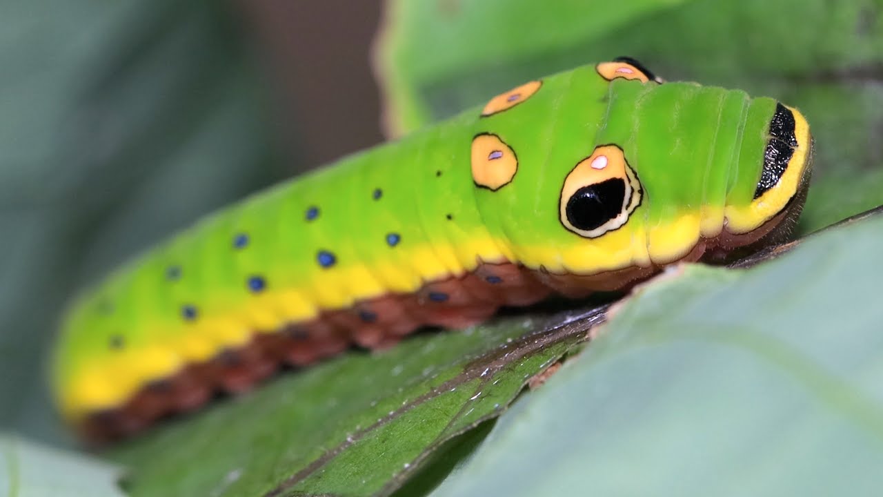 Swallowtail Butterfly Life Cycle!