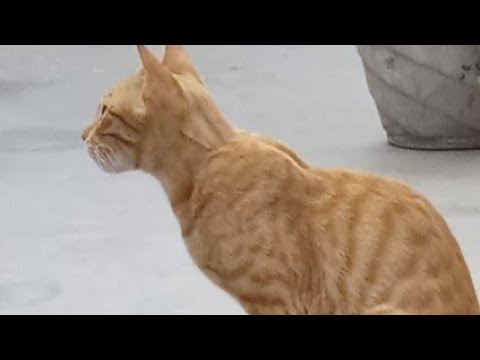 cat video||cute cats video||bittu & bitta||cats||cat