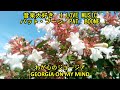 音楽大好き　パット・ブーン　「わが心のジョージア」　　I LOVE MUSIC  PAT BOONE  「GEORGIA ON MY MIND」