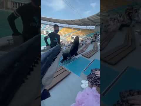 Real Sea Lion Reacts to Mosasaurus