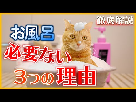 通常のシャンプーで猫をお風呂に入れてもいいですか?