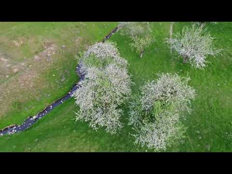 Livada de lângă Pădurea Crăiască - Ocna Șugatag