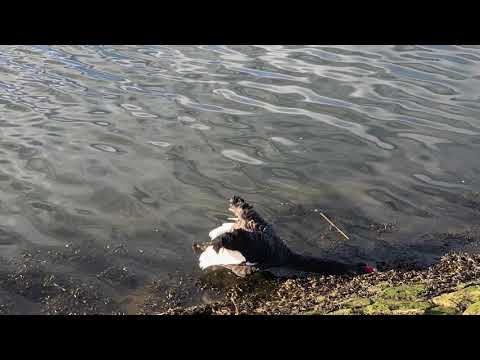 Meet a black Swan. Rare bird in the UK, England