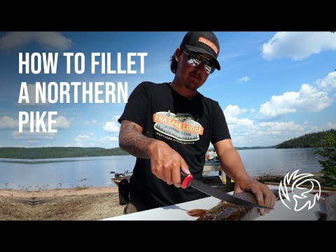 Video Thumbnail for How to Fillet a Northern Pike
