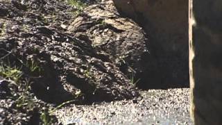 Reading Beyond the Traveled Way