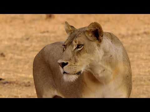 Africas Hunters - Bound by Blood