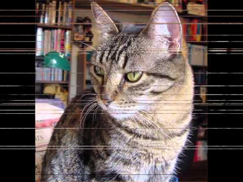 Cat Song great sound