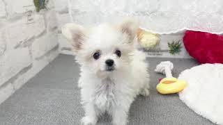 ハーフ犬の動画02