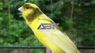 Download lagu PANCINGAN JITU BURUNG KENARI#014,masteran burung kenari paud mp3