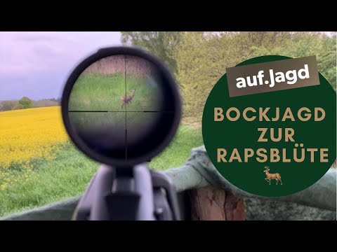 Bockjagd zur Rapsblüte
